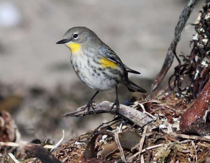 Yellow-rumped Warbler perched on a branch