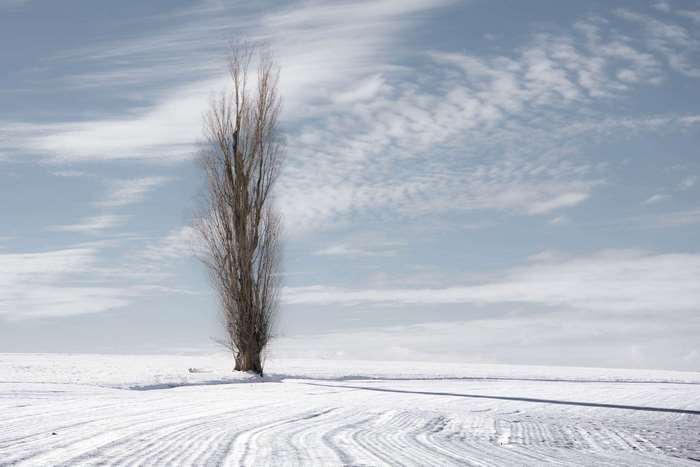 A lone poplar tree in a snowy field under a cloudy sky