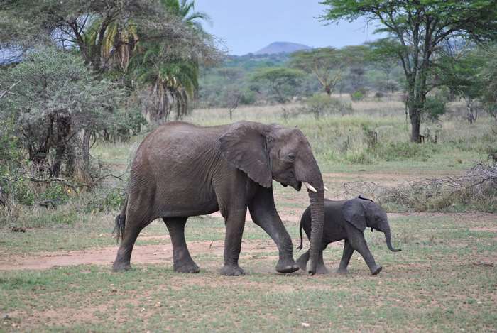 Mother and baby elephant walking in the Serengeti, Tanzania