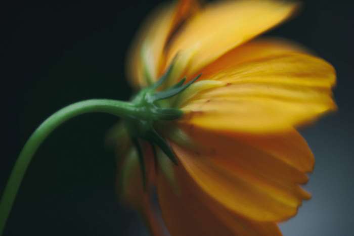 Close up of an orange flower with a green stem