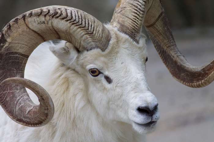 Close-up of a Dall sheep ram with large curved horns