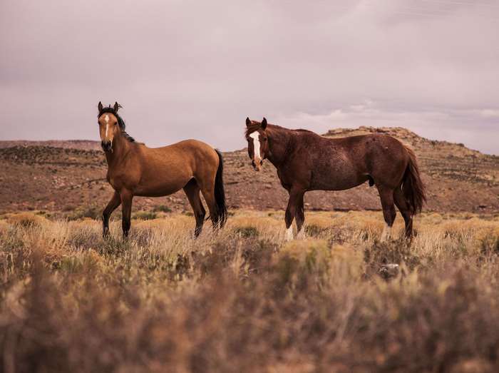 Two horses in a dry grassland landscape
