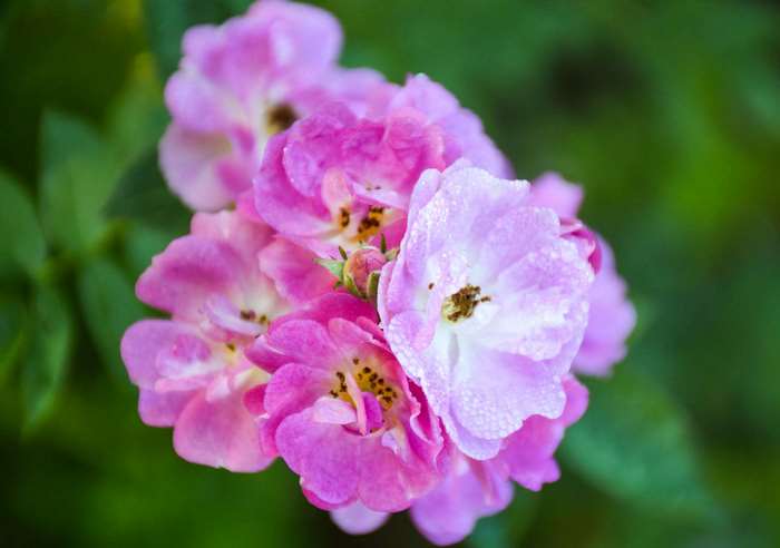 Close up of pink and purple roses with water droplets