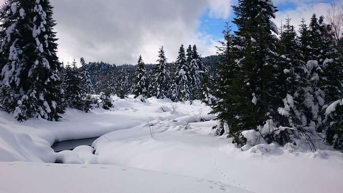 Snowy forest with a stream