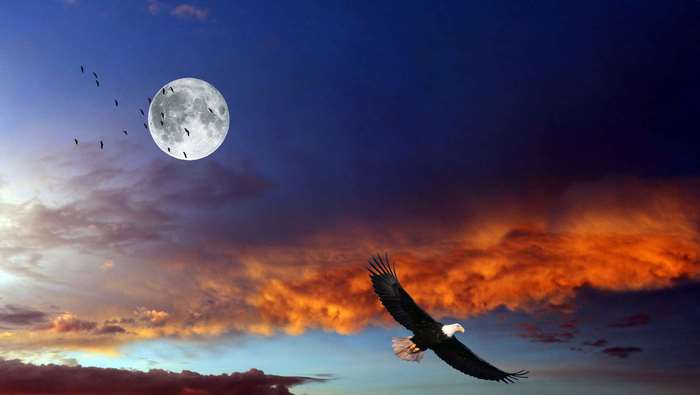 Eagle flying near the moon and birds at sunset