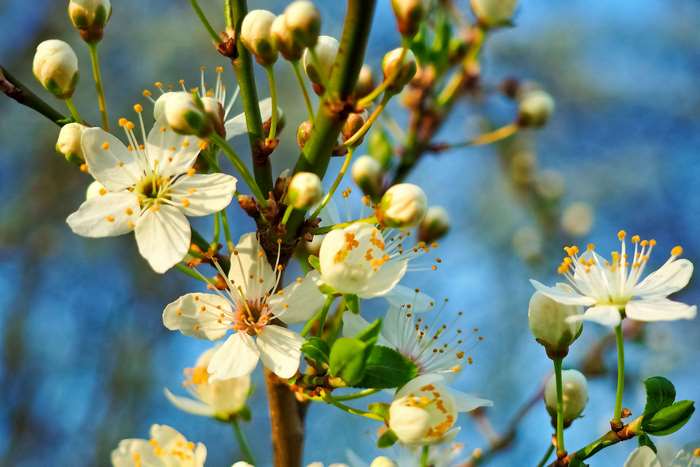 White cherry blossoms on a branch in spring