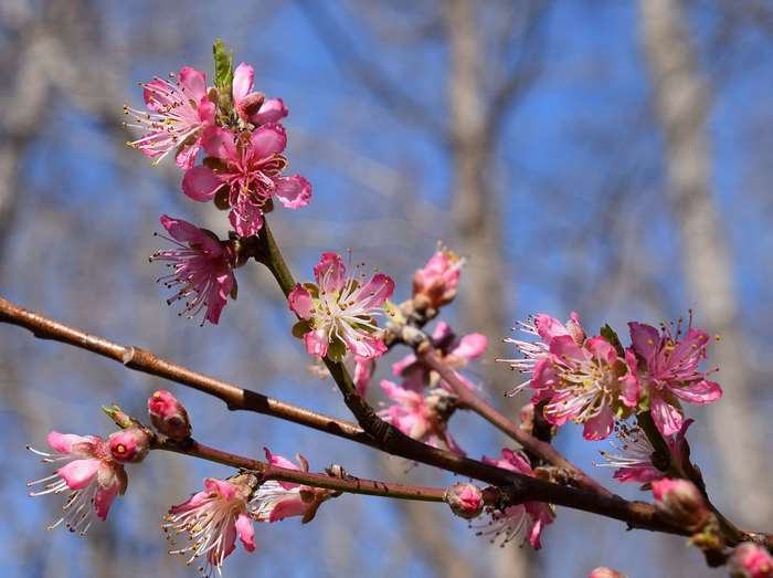 Pink peach blossoms on a branch against a blue sky