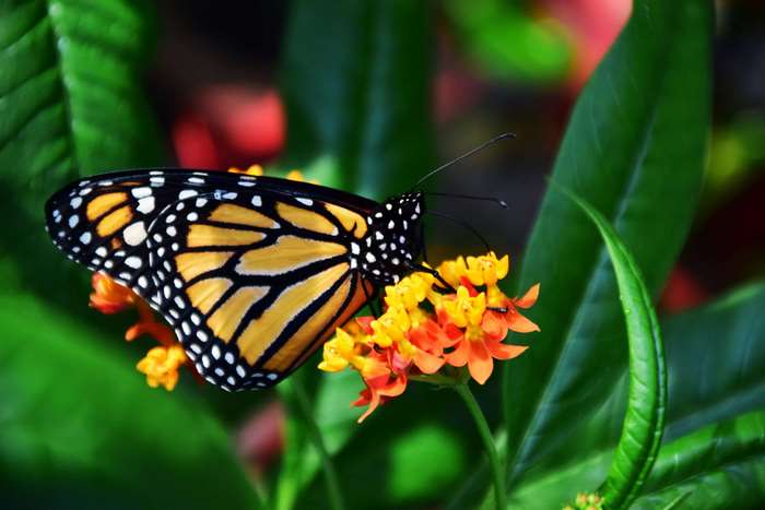 Monarch butterfly on orange and yellow flowers