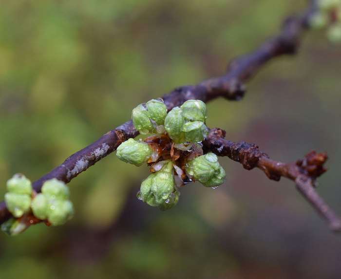 Cherry blossom buds with raindrops on a branch