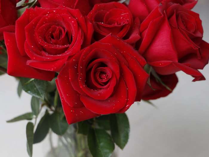 Red Roses with Water Droplets 4K