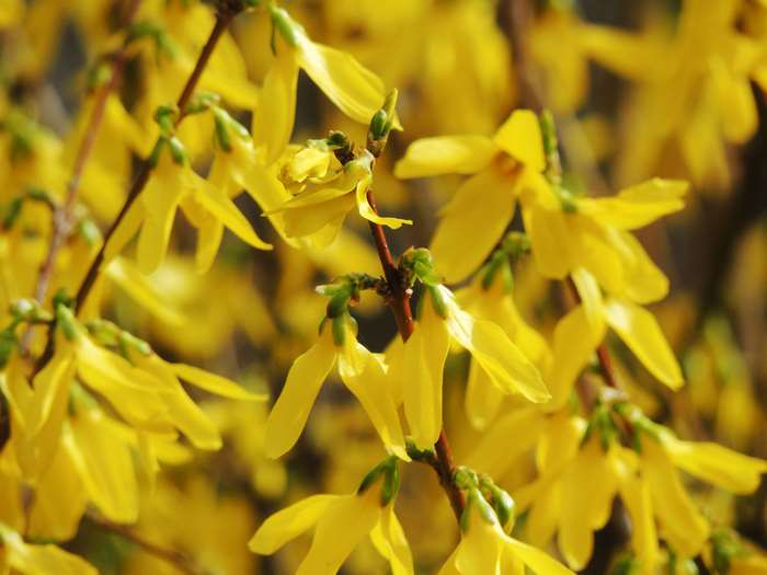 Yellow Forsythia Flowers in Nature Photography 4K