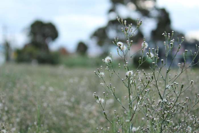 Field of small white flowers with blurred trees in background