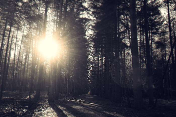 Sunlight filtering through a dark forest with a dirt road