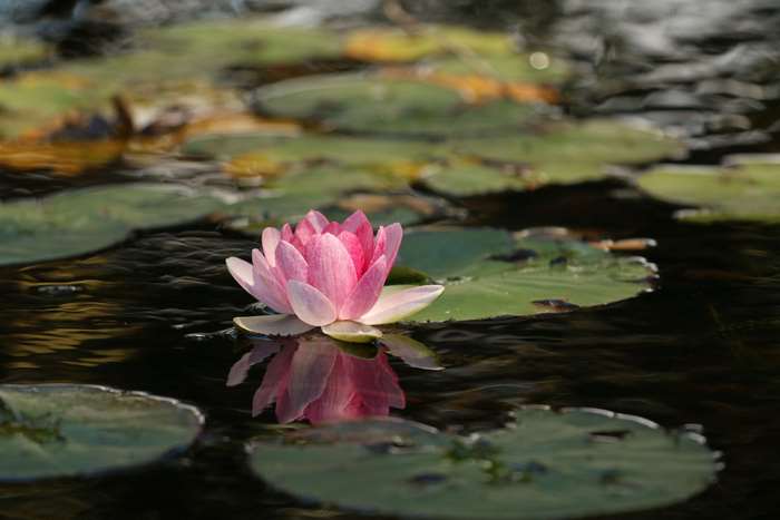 Pink Water Lily in a Pond 4K
