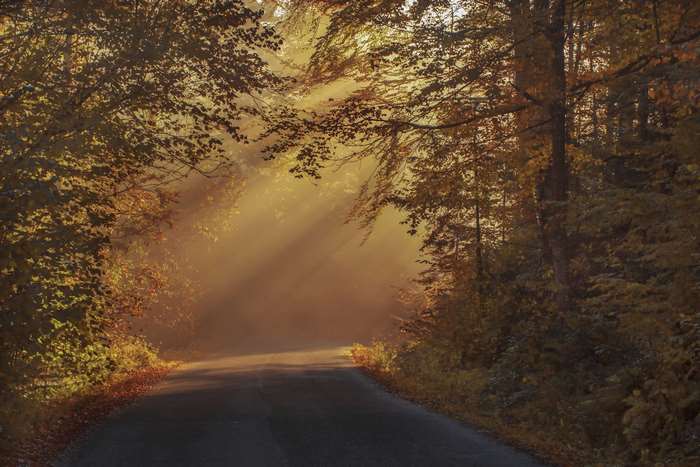 Sunlight filtering through trees onto a forest road