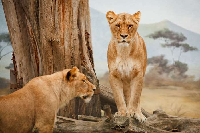Two lionesses in a savanna landscape