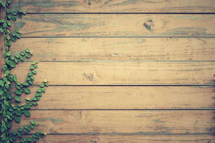Green vine on wooden planks