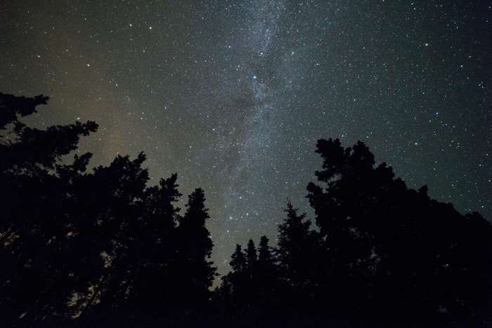 Starry night sky over silhouetted trees