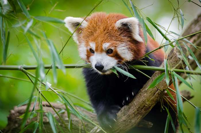 Red Panda Eating Bamboo in a Forest 4K
