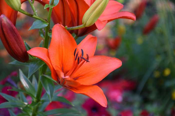 Orange lily flower in a garden