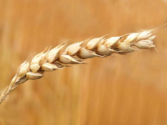 Close-up of a single wheat stalk with a blurred background