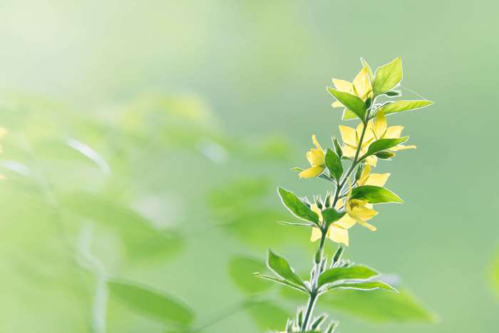 Yellow flowers with green leaves in soft light