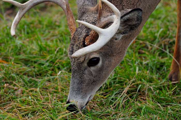 Close up of a deer eating grass