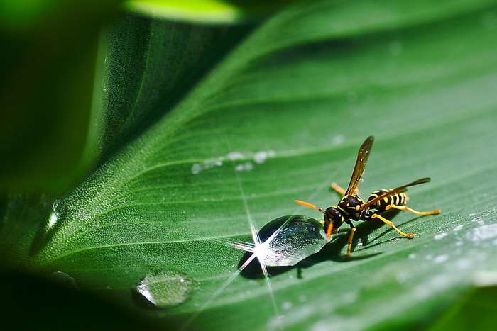 Wasp drinking water from a dewdrop on a green leaf