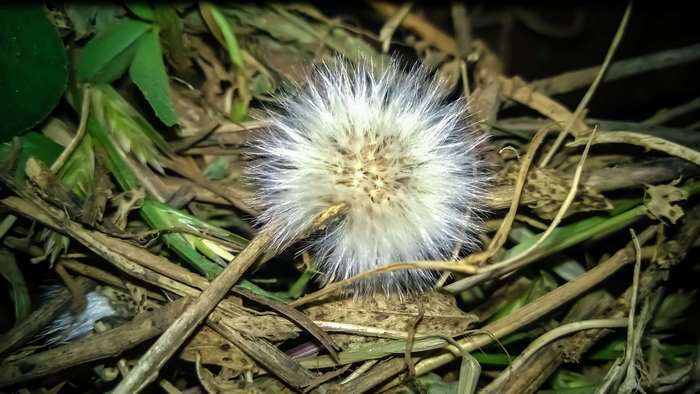 Close-up of a fluffy dandelion seed head on the ground