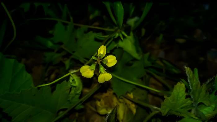 Small yellow flowers in the dark