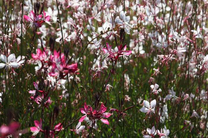 Field of pink and white wildflowers