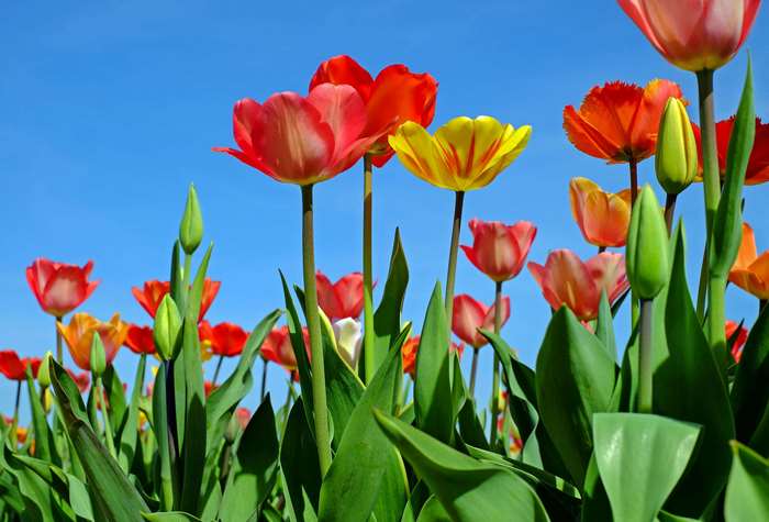 Colorful tulips in a field under a blue sky