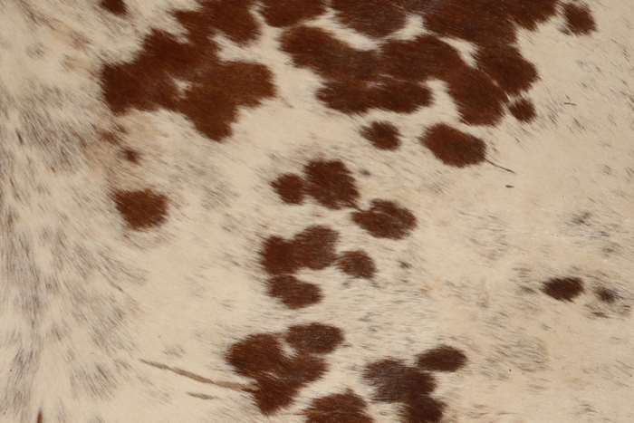 White and brown cow fur texture 4K