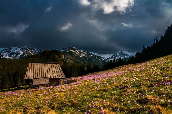 Wooden cabin in a meadow with purple flowers and snowy mountains