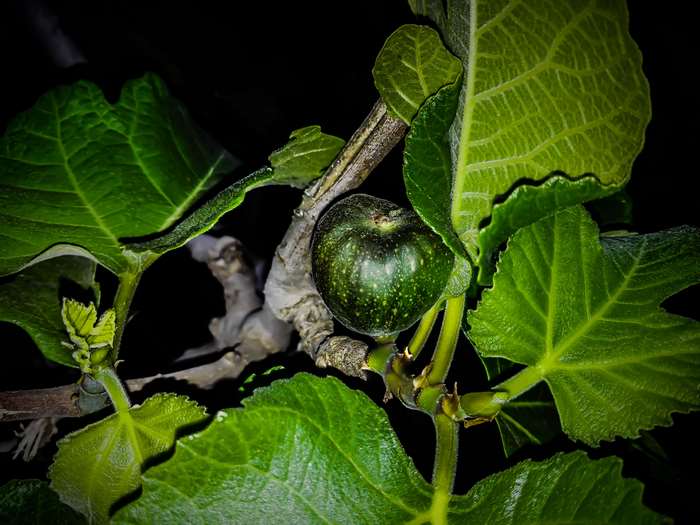 Green fig on a fig tree branch