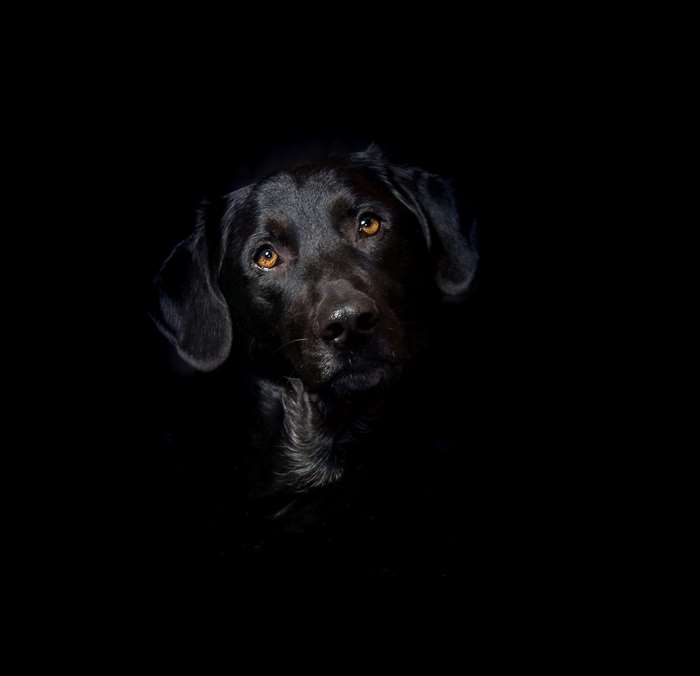 Black Labrador dog portrait with amber eyes