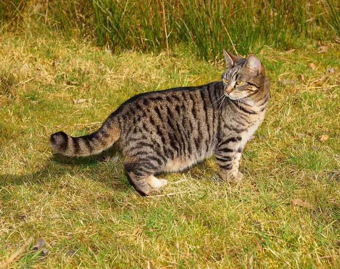 Tabby cat standing on grass