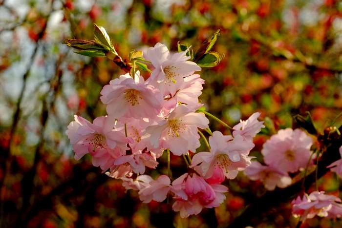 Pink Cherry Blossoms on a Branch