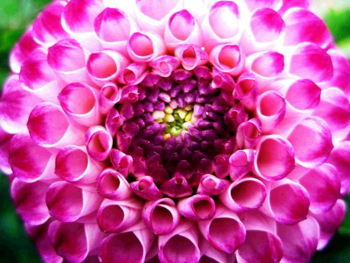 Close-up of a pink dahlia flower