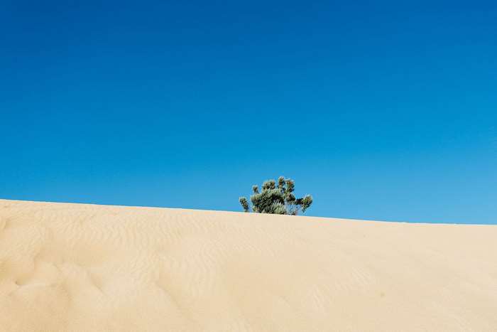 Lone bush on a sand dune under a clear blue sky