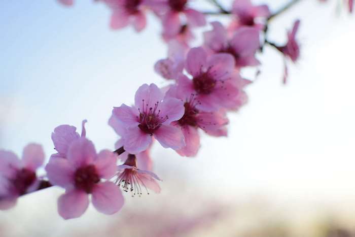 Pink apple blossoms on a branch against a blue sky
