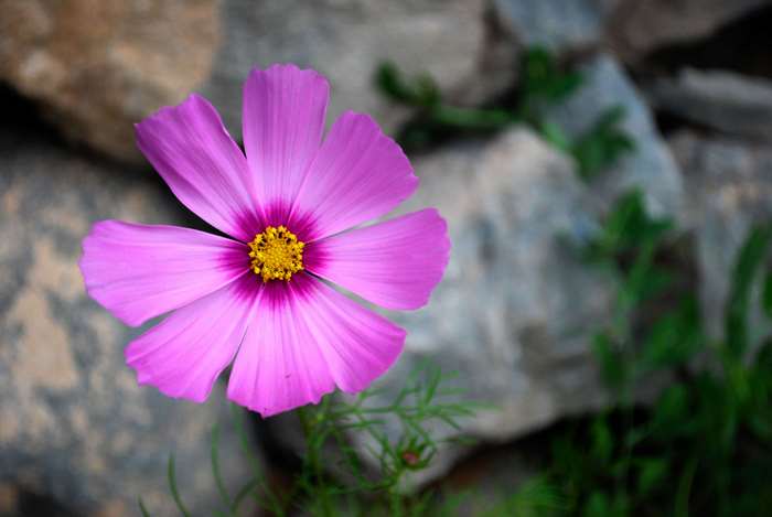 Pink cosmos flower with yellow center against rocks