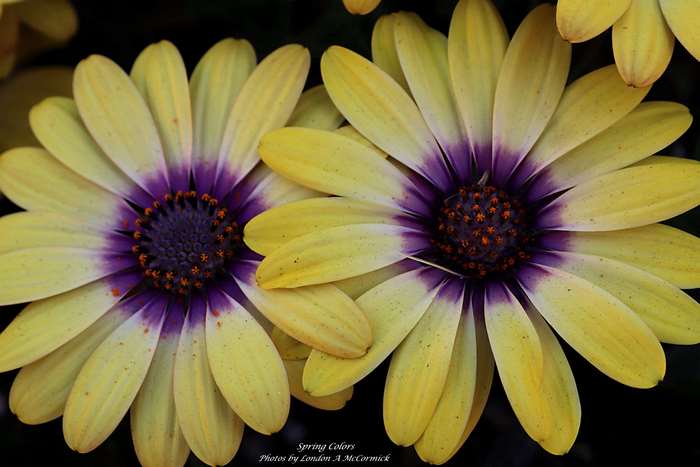 Two yellow and purple daisies in macro photography