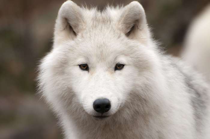 Close-up of an Arctic Wolf's face