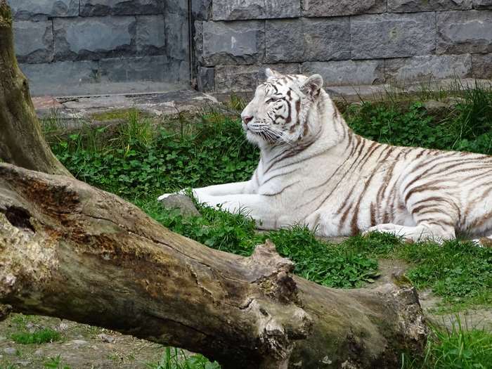 White tiger lying in grass at zoo