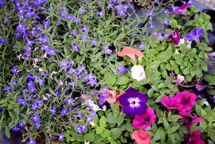 Assortment of colorful petunias and lobelia flowers