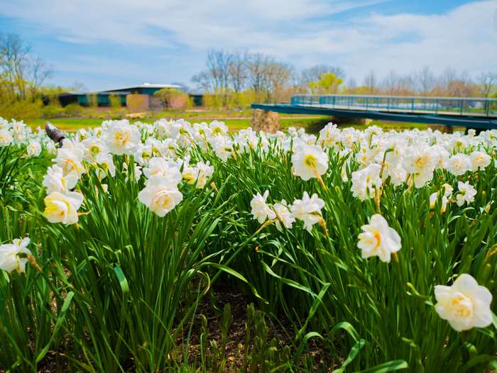Field of white daffodils with a bridge and building