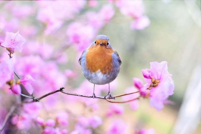 Robin bird perched on a branch with pink flowers