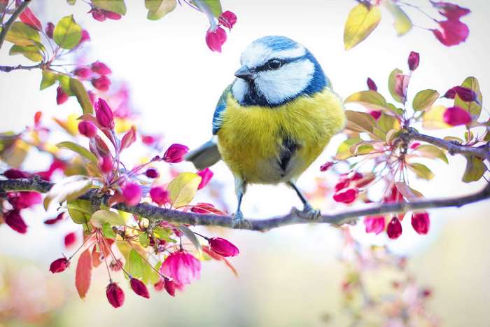 Blue tit bird on a flowering branch