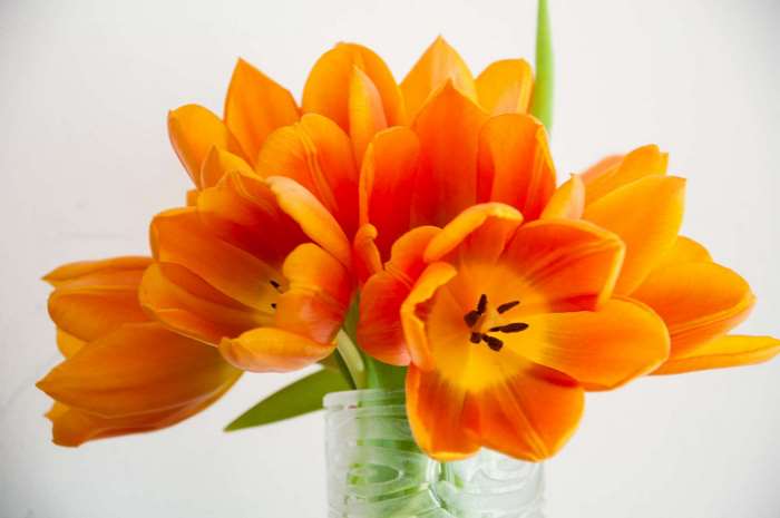 Orange and yellow tulips in a vase